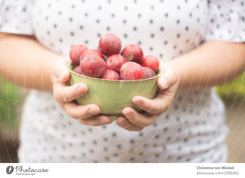 Frau im weiß gemusterten T-Shirt hält eine grüne Schale mit roten Früchten in den Händen Lebensmittel Frucht Pflaume Ernährung Bioprodukte Schalen & Schüsseln