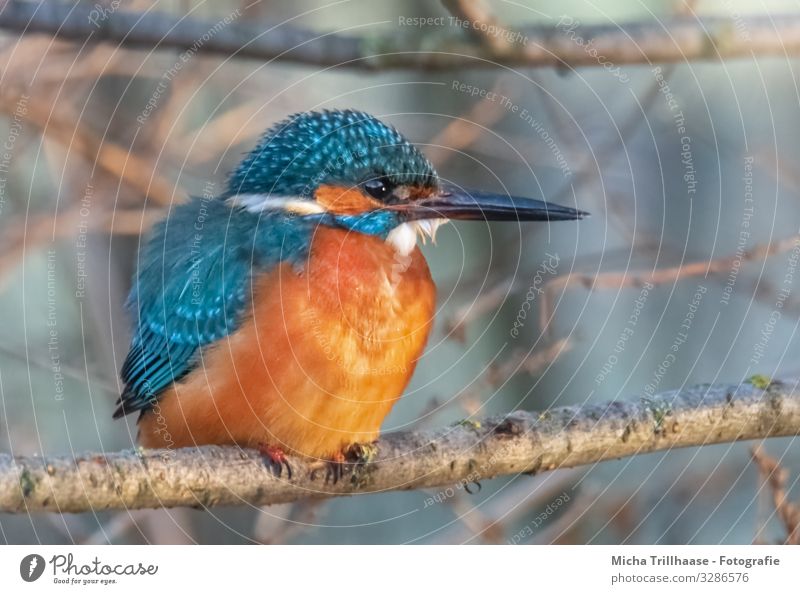 Eisvogel auf einem Ast Umwelt Natur Tier Sonne Sonnenlicht Schönes Wetter Baum Zweige u. Äste Flussufer Wildtier Vogel Tiergesicht Flügel Krallen Eisvögel