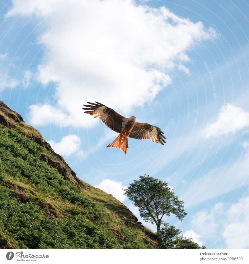 Roter Drachen vor grünem Hügel schön Jagd Freiheit Natur Tier Himmel Wolken Baum Gras Vogel Flügel fliegen groß natürlich Geschwindigkeit wild blau braun rot