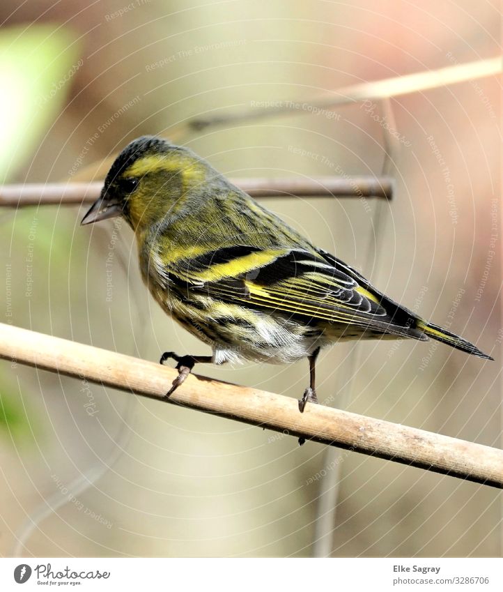 Zeisig Vogelfotografie 1 Tier warten authentisch außergewöhnlich Gesundheit schön gelb grün schwarz weiß Wachsamkeit geduldig ästhetisch elegant Erholung