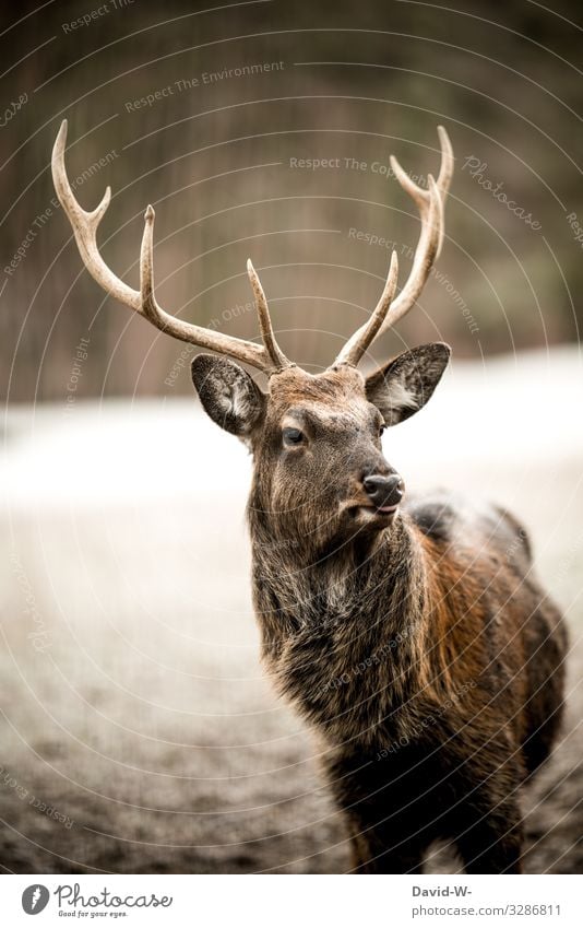 Hirsch schaut wachsam in die Ferne Rehe Wald natur draußen Schonzeit Jäger gejagt elegant schön stolzmängstlich 2 zwei braun draußensein aufmerksam Eleganz