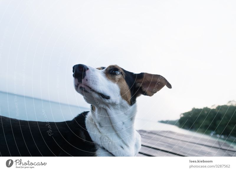 Dog posing like a model at a lake pier Stil Ferien & Urlaub & Reisen Sommer Natur See Tier Hund Tiergesicht 1 Bekanntheit Coolness elegant einzigartig schön