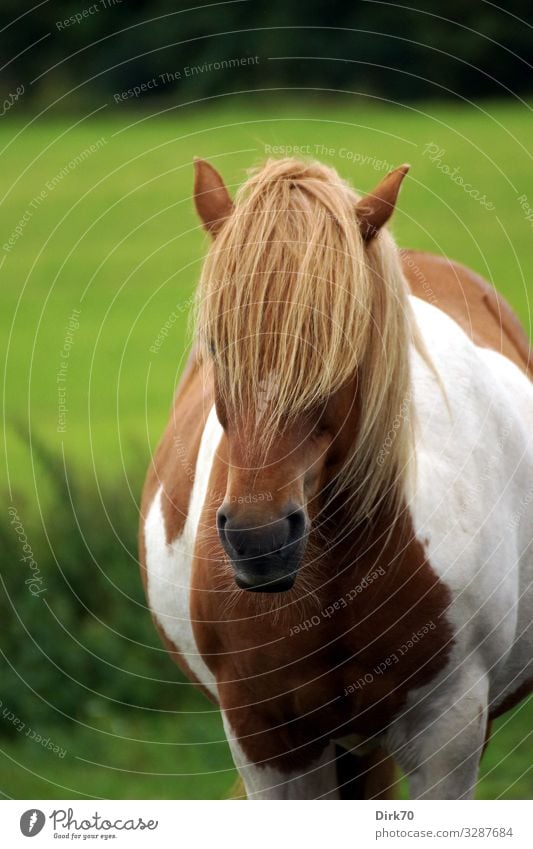 Islandpony-Porträt Reiten Sommer Baum Gras Sträucher Wiese Wald Weide Dänemark Haare & Frisuren Pony Tier Haustier Nutztier Pferd Tiergesicht Ponys Island Ponys