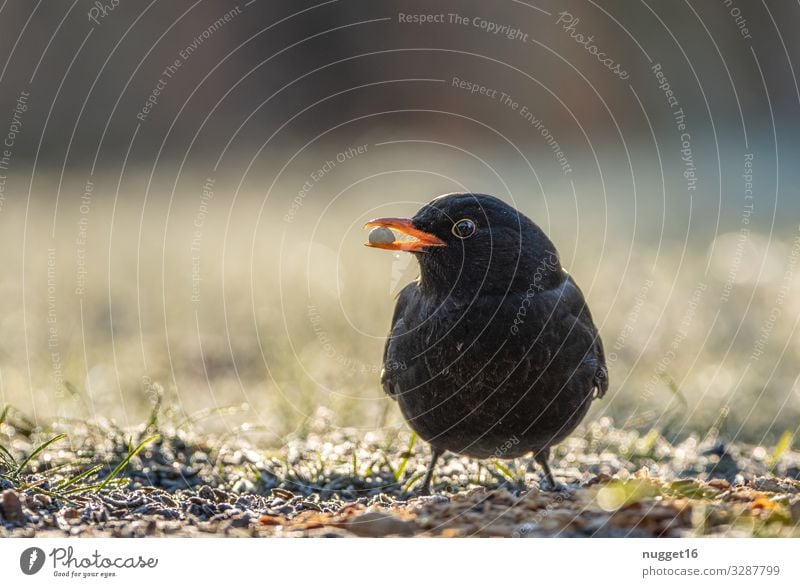 Amsel an Futterstelle Umwelt Natur Tier Sonnenaufgang Sonnenuntergang Sonnenlicht Herbst Winter Schönes Wetter Eis Frost Gras Garten Park Wiese Feld Wald