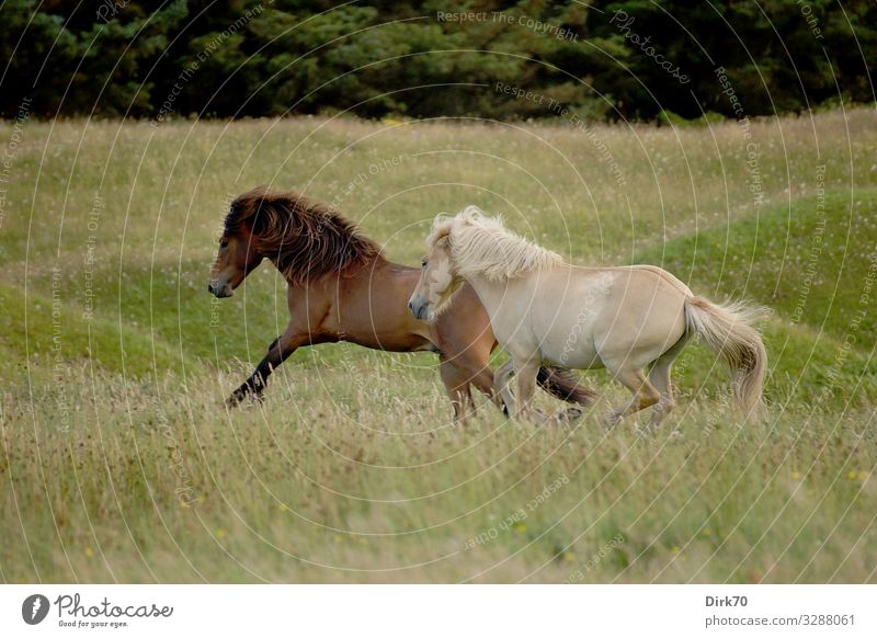 Islandponys auf der Weide Reitsport Landwirtschaft Forstwirtschaft Umwelt Natur Sommer Gras Wiese Wald Düne Hügel Dänemark Jütland Menschenleer Tier Haustier