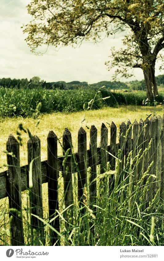 [spring] Frühling Sommer Feld Zaun Baum Gras grün Landschaft Farbe