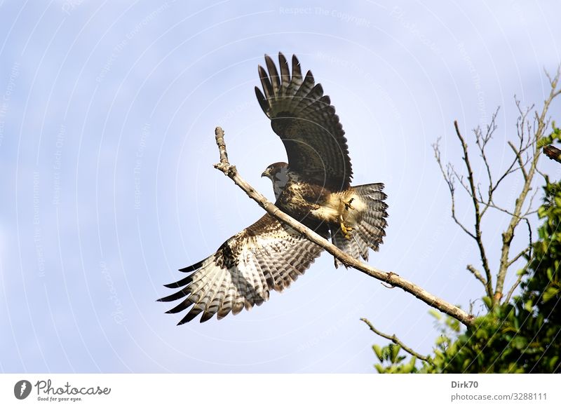 Bussard beim Start Umwelt Natur Himmel Frühling Schönes Wetter Baum Ast Wald Bremen Tier Wildtier Vogel Flügel Greifvogel Mäusebussard 1 fliegen Jagd ästhetisch