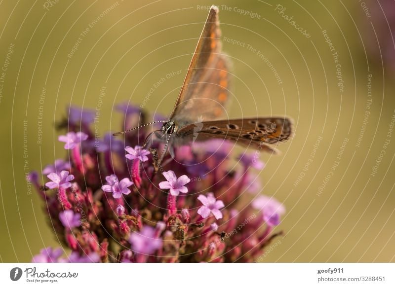 abgehoben / kurz davor Ausflug Abenteuer Umwelt Natur Pflanze Tier Sonne Sonnenlicht Frühling Sommer Blume Blüte Garten Park Wiese Wildtier Schmetterling