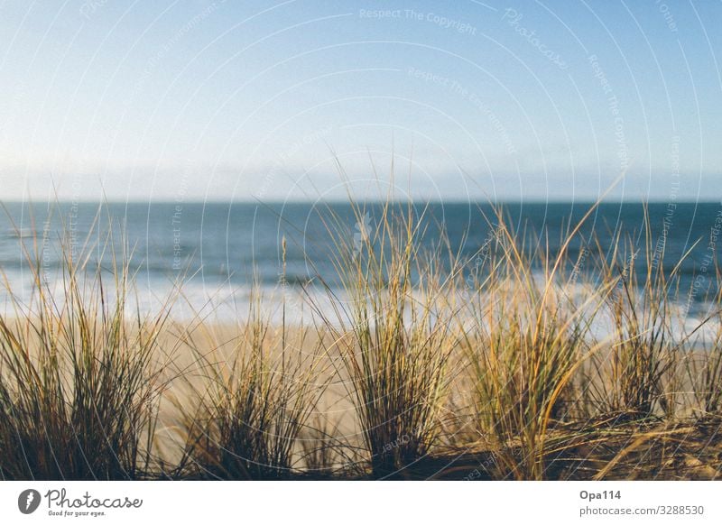 Meeresrauschen Umwelt Natur Landschaft Pflanze Tier Sommer Klima Wetter Schönes Wetter Wellen Küste Strand Bucht Nordsee Insel atmen Blühend wandern frei blau