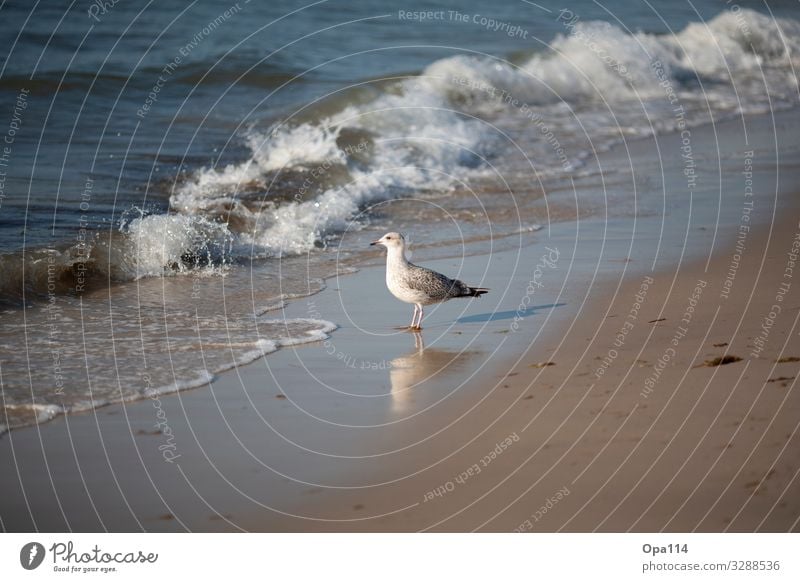 Möwe Umwelt Natur Landschaft Wasser Sonne Sommer Schönes Wetter Strand Meer Insel Tier Wildtier 1 einzigartig "Freiheit Nordsee Sylt Eiland Gefieder Brandung