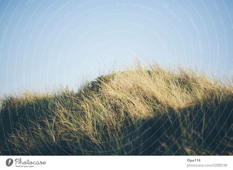 Düne Umwelt Natur Landschaft Pflanze Tier Himmel Sonne Sommer Herbst Wetter Schönes Wetter Nutzpflanze Küste Nordsee Meer Insel wandern Glück blau grün "Sylt