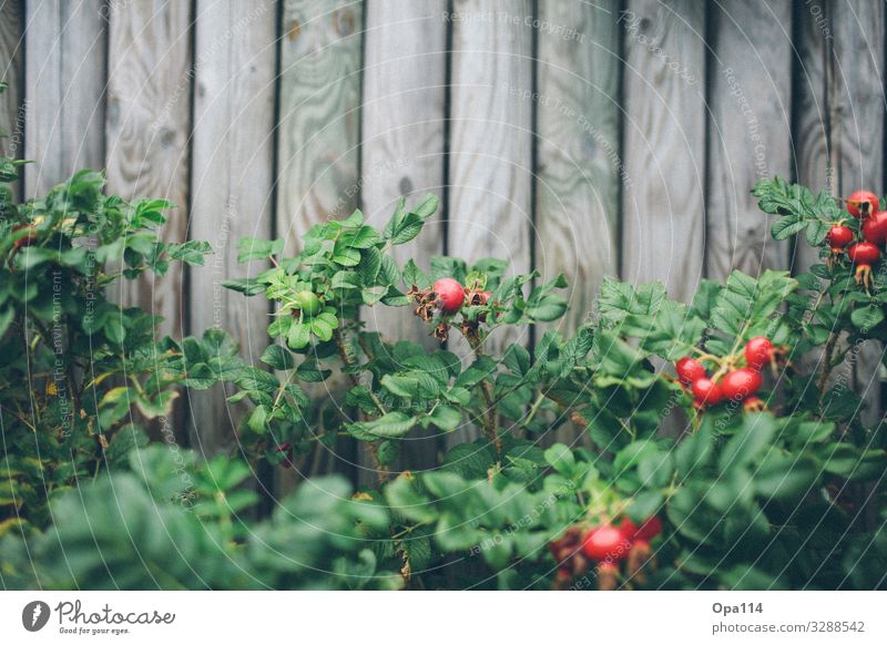 Apfelrose Sommer Pflanze Blume Rose Grünpflanze Holz Blühend Wachstum warten grau grün rot spitz stachelig "Apfelrose Hagebutte Syltrose" Farbfoto Außenaufnahme