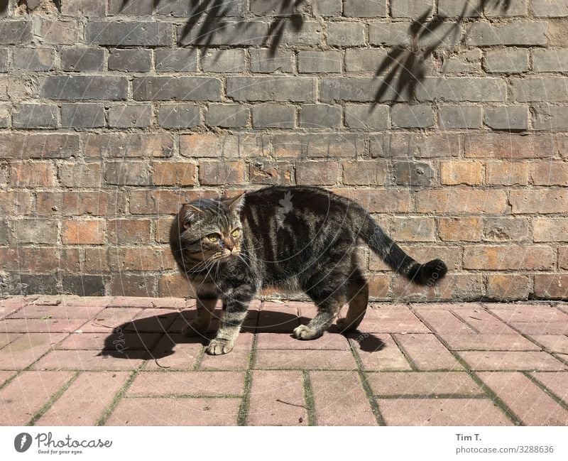 Berliner Kater Stadt Hauptstadt Stadtzentrum Altstadt Menschenleer Tier Haustier Katze 1 Zufriedenheit verkatert Hinterhof Farbfoto Außenaufnahme Tag