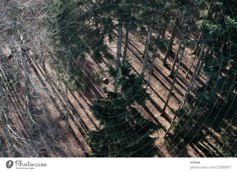 Nadelwald von oben Wald Nadelbaum Vogelperspektive Natur Farbfoto Baum Außenaufnahme Menschenleer Landschaft Umwelt Pflanze Licht Tag grün Sonnenlicht