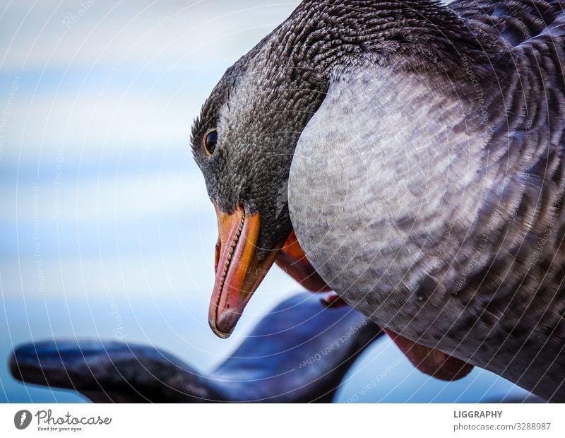 Eine Ente in Hamburg. Tier Wildtier Vogel Flügel 1 Wasser Schwimmen & Baden fangen rennen Aggression Angst Hafen Natur lecker Teich See Sommer Farbfoto