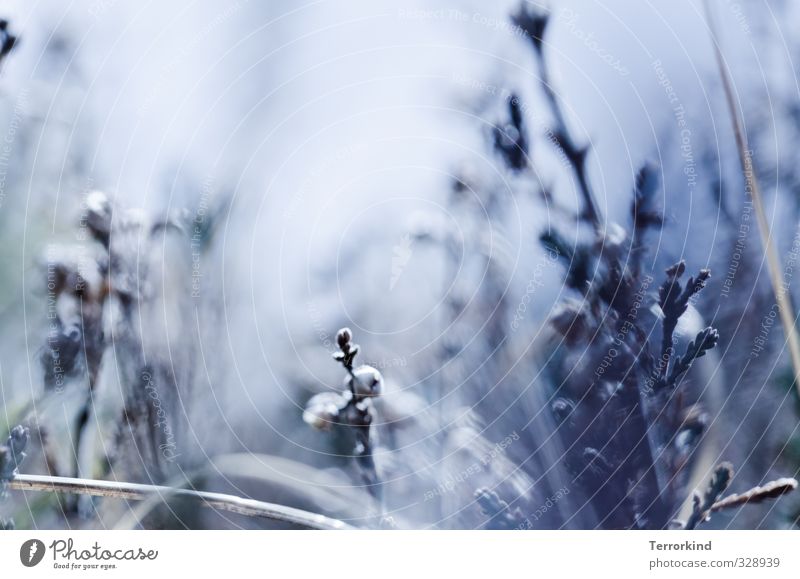 gute Reise Pflanze Gras Wachstum Blühend Blüte gedeihen grün blau Natur hell Licht Silhouette Umrisslinie Ferne