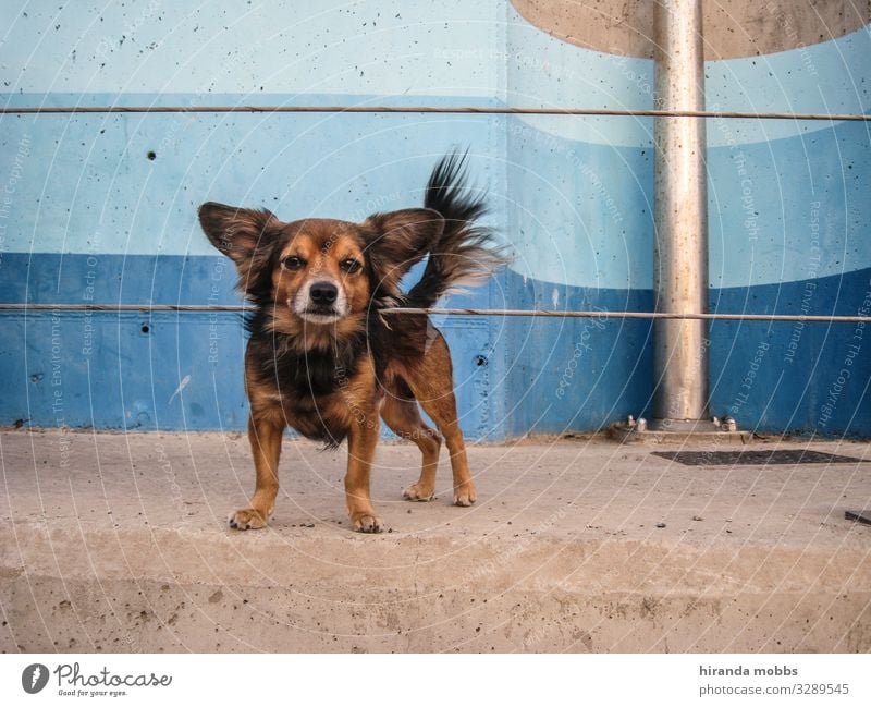 Hello Doggi Tier Haustier Hund 1 frech klein lustig wild blau braun Glück Mut Sympathie Begrüßung Wedeln Farbfoto Außenaufnahme Tag Zentralperspektive