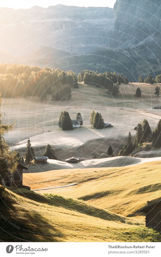 Alpe di Suisi - Seiser-Alm Natur gelb grün Seiser Alm Baum Haus Berge u. Gebirge Alpen Hütte alphütte Wald Licht Schatten Farbfoto Außenaufnahme Menschenleer