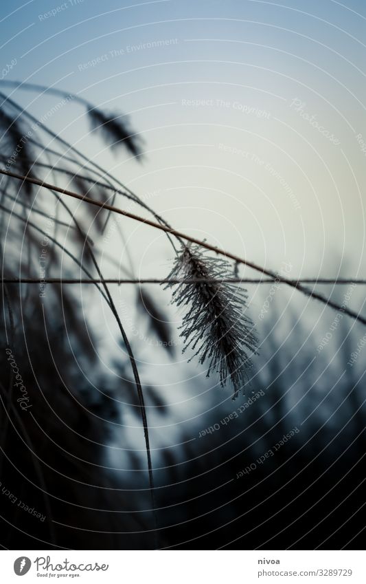 Gräser im Winter harmonisch Wohlgefühl Zufriedenheit Sinnesorgane Erholung Ausflug Abenteuer Ferne Umwelt Natur Himmel Schönes Wetter Nebel Pflanze Gras