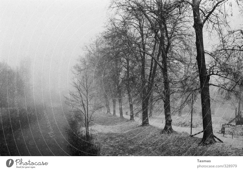 Silent Snow Landschaft Winter Schnee Schneefall Pflanze Baum Sträucher Park Flussufer authentisch Leben Schwarzweißfoto Außenaufnahme Menschenleer Tag Schatten