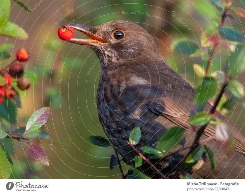 Amsel mit Beere im Schnabel Natur Tier Sonne Sonnenlicht Schönes Wetter Baum Sträucher Blatt Beeren Zweige u. Äste Wildtier Vogel Tiergesicht Flügel Kopf Auge