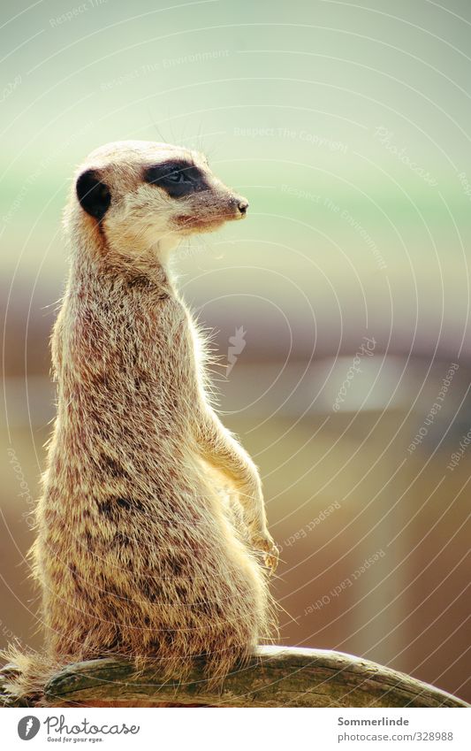 Hat jemand Pumba gesehen? Umwelt Natur Landschaft Luft Himmel Wolken Horizont Sommer Schönes Wetter Wüste Wildtier Fell Krallen Zoo Erdmännchen 1 Tier