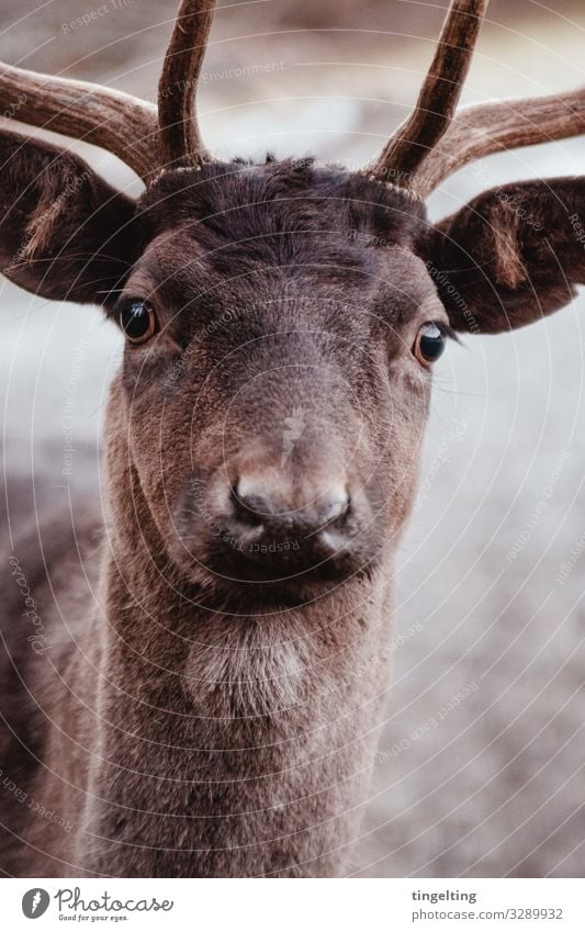 Hirsch Natur Tier Wildtier Hirsche 1 beobachten Blick nah braun Tierliebe Wildpark Geweih Fell Neugier Rothirsch Farbfoto Gedeckte Farben Außenaufnahme