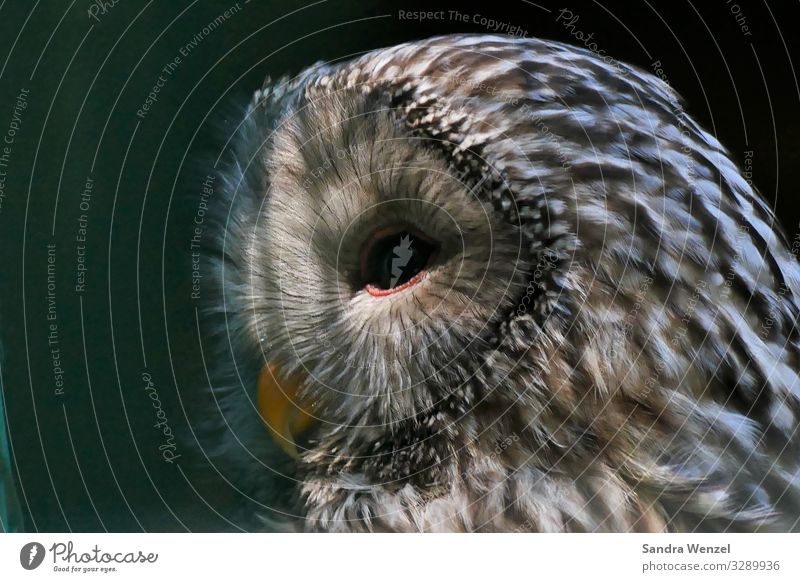 Schneeeule Tier Vogel Zoo Schnee-Eule Eulenvögel Eulenaugen 1 glänzend hocken frei Feder Farbfoto Außenaufnahme Menschenleer Textfreiraum links