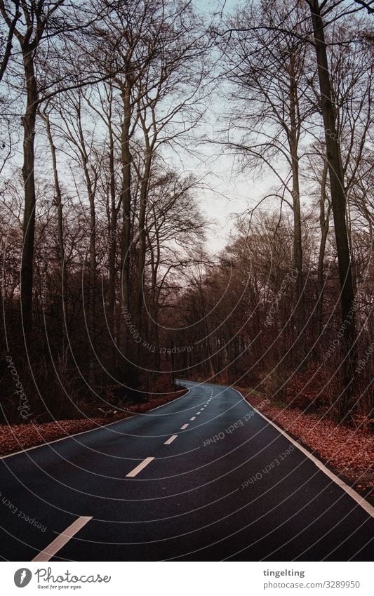 Road to... Umwelt Natur Landschaft Winter Baum Wald Straße entdecken fahren Ferien & Urlaub & Reisen wandern Unendlichkeit braun orange schwarz Menschenleer