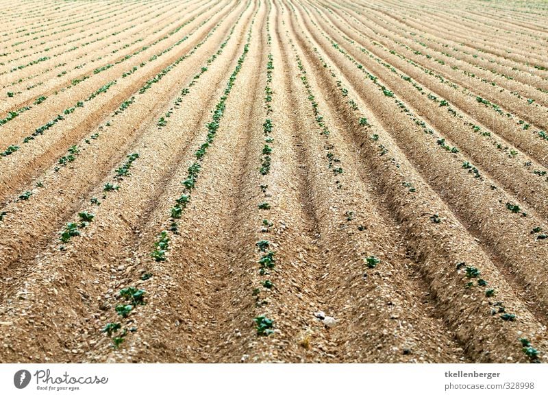 Ackerfurche begrünt Schaufel Umwelt Natur Landschaft Pflanze Urelemente Erde Sand Sommer Grünpflanze Nutzpflanze Gemüse Setzling Saatgut Aussaat Feld Furche