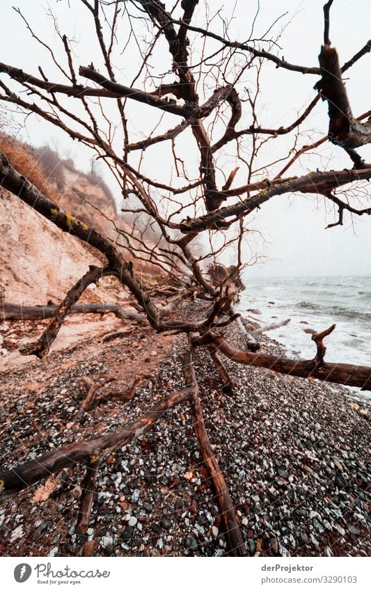 Küste bei Sassnitz auf Rügen Ferien & Urlaub & Reisen Tourismus Ausflug Abenteuer Ferne Freiheit wandern Umwelt Natur Landschaft Pflanze Tier Winter