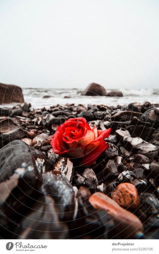 Gedenken am Strand von Sassnitz Ferien & Urlaub & Reisen Tourismus Ferne Freiheit Umwelt Natur Landschaft Pflanze Winter Wellen Küste Ostsee Meer Insel