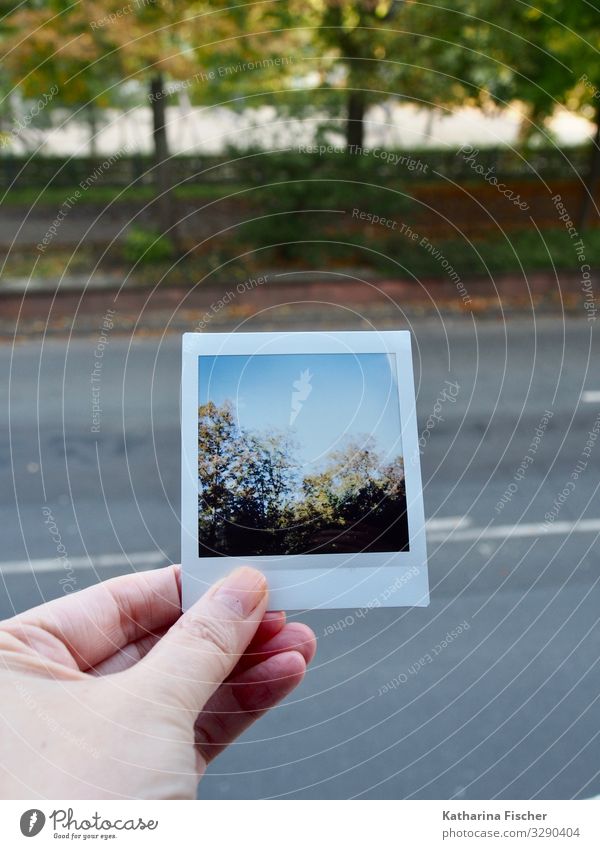 Polaroid Natur Umwelt Tier Himmel Frühling Sommer Herbst Klima Wetter Stadt Stadtrand Park Straße Wege & Pfade braun gelb gold grau grün türkis weiß Hand Baum