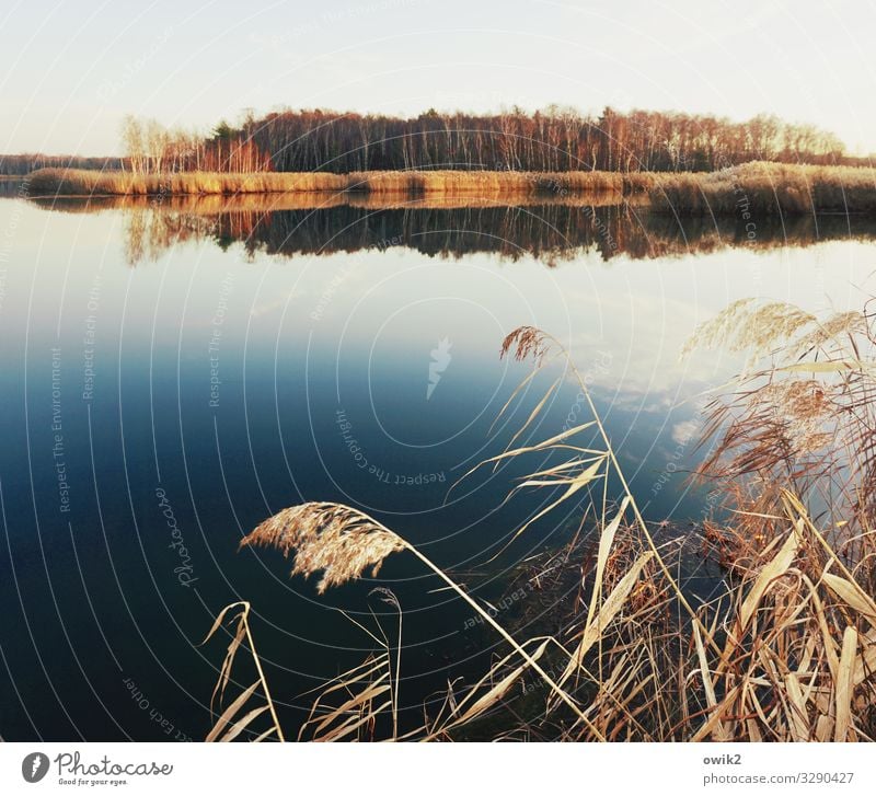 Frei schwebend Umwelt Natur Landschaft Pflanze Luft Wasser Wolkenloser Himmel Horizont Winter Schönes Wetter Röhricht Wald Insel Teich See ruhig Idylle Ferne