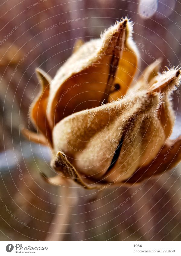 Geöffnet Natur Pflanze Garten Blühend Wärme weich Farbfoto Außenaufnahme Makroaufnahme Menschenleer Licht