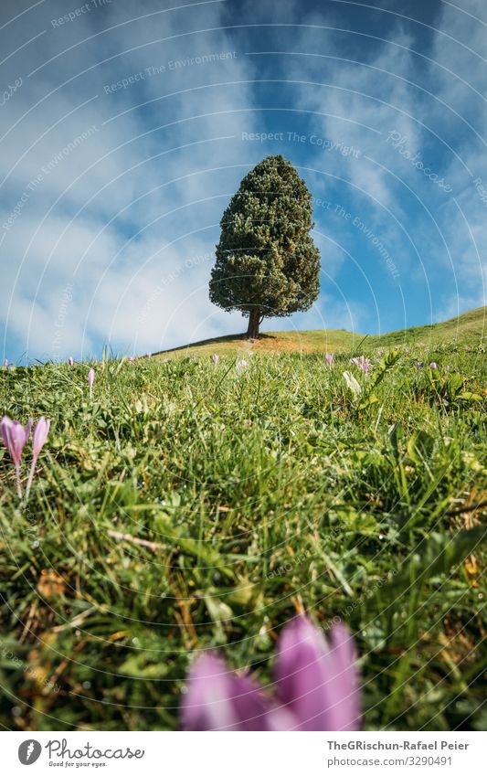 one tree Natur ästhetisch Krokusse Baum grün Weide Wolken Blauer Himmel Schönes Wetter Wachstum Blühend Gras Farbfoto Außenaufnahme Menschenleer