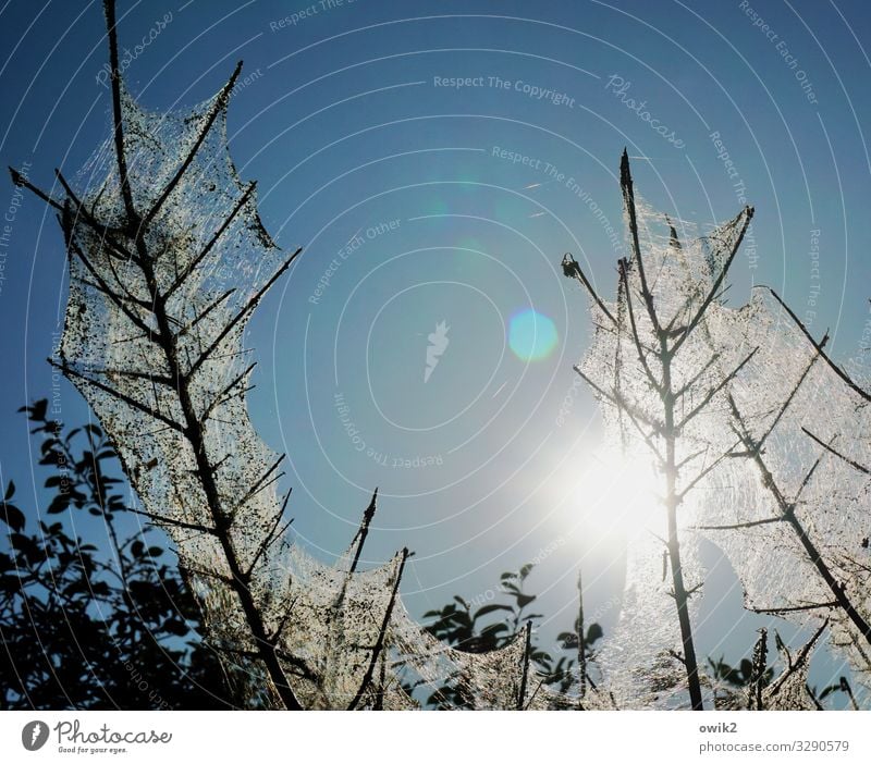 Verschleierungstaktik Umwelt Natur Pflanze Wolkenloser Himmel Sonne Schönes Wetter Sträucher Zweige u. Äste Krankheit Pflanzenschädlinge Baumkrankheit Netz