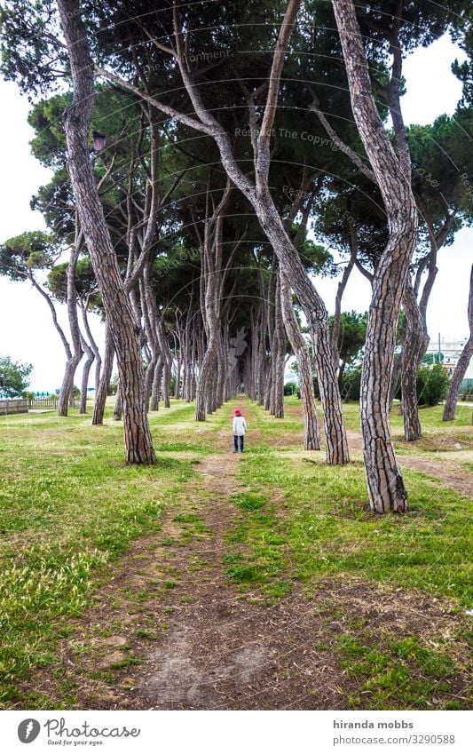 Allee Kind Junge Kindheit Körper 1 Mensch 3-8 Jahre Umwelt Natur Landschaft Pflanze Himmel Sommer Schönes Wetter Baum Park Wald Seeufer Wege & Pfade Hut