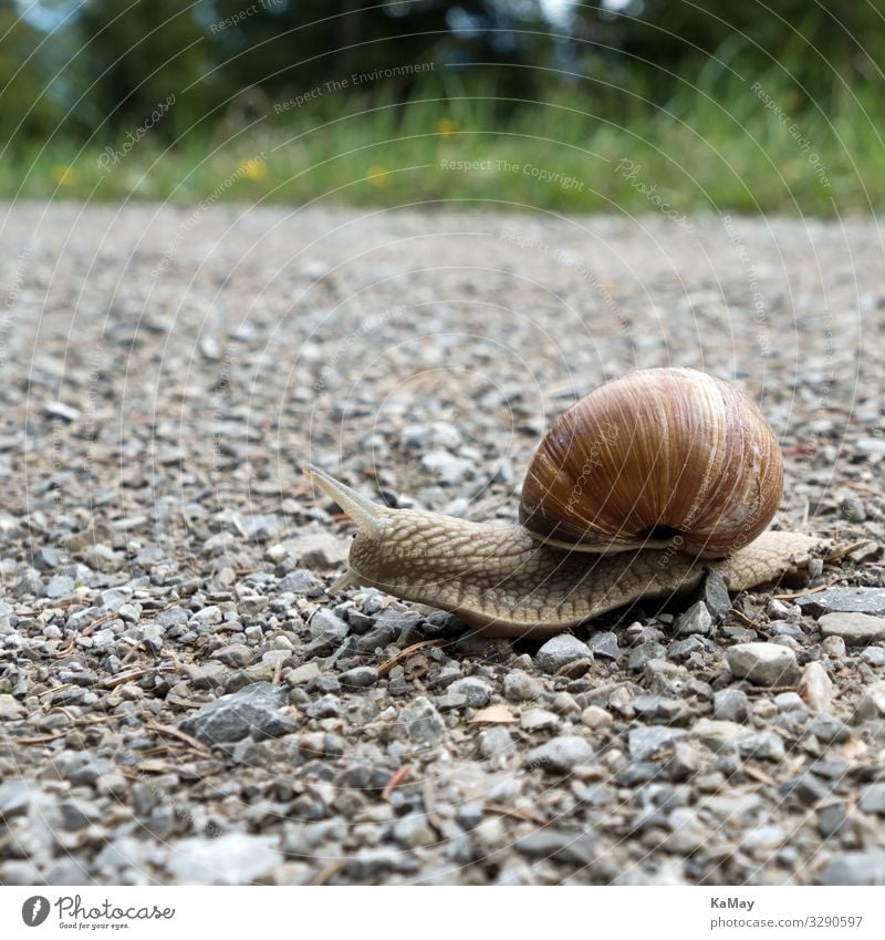 Nahaufnahme einer Weinbergschnecke, Helix pomatia Natur Tier Bayern Deutschland Europa Wege & Pfade Wildtier Schnecke Weinbergschnecken 1 krabbeln braun