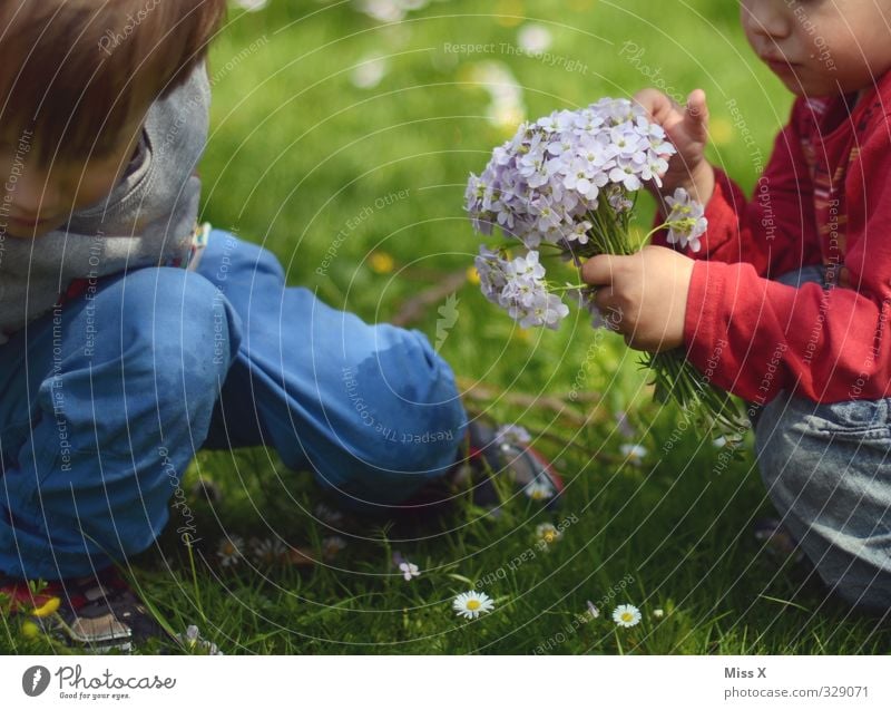 Pflücken Valentinstag Muttertag Mensch Kind Kleinkind Geschwister Bruder Familie & Verwandtschaft Freundschaft 2 1-3 Jahre 3-8 Jahre Kindheit Frühling Blume