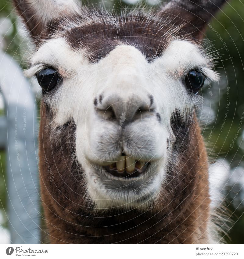 D. Lama Tier Nutztier Wildtier Lächeln lachen Blick Freundlichkeit schön kuschlig niedlich Fröhlichkeit Zufriedenheit Gelassenheit Lebensfreude Optimismus