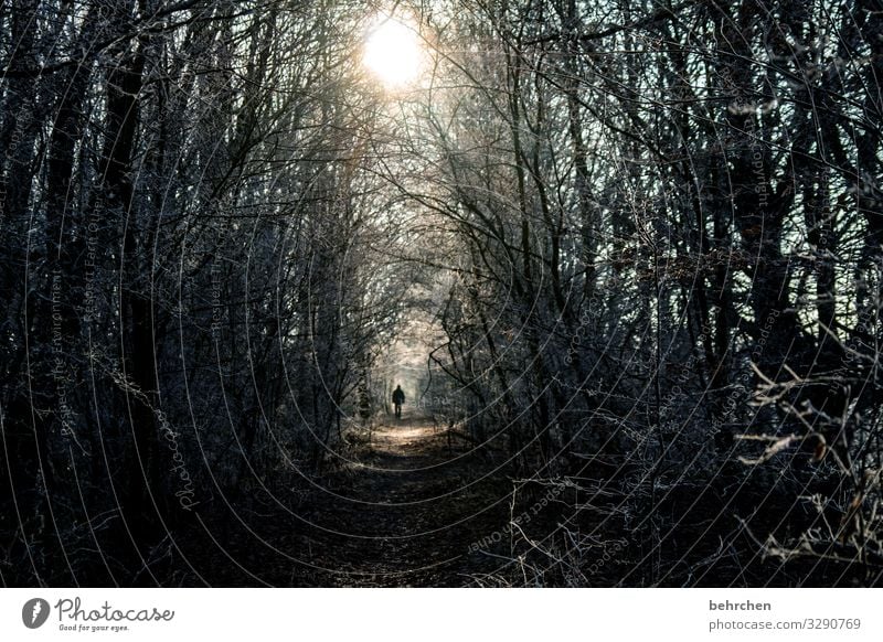 am ende ist licht Umwelt Natur Landschaft Sonne Winter Eis Frost Schnee Pflanze Baum Sträucher Wald wandern kalt schön Hoffnung Glaube Traurigkeit Trauer