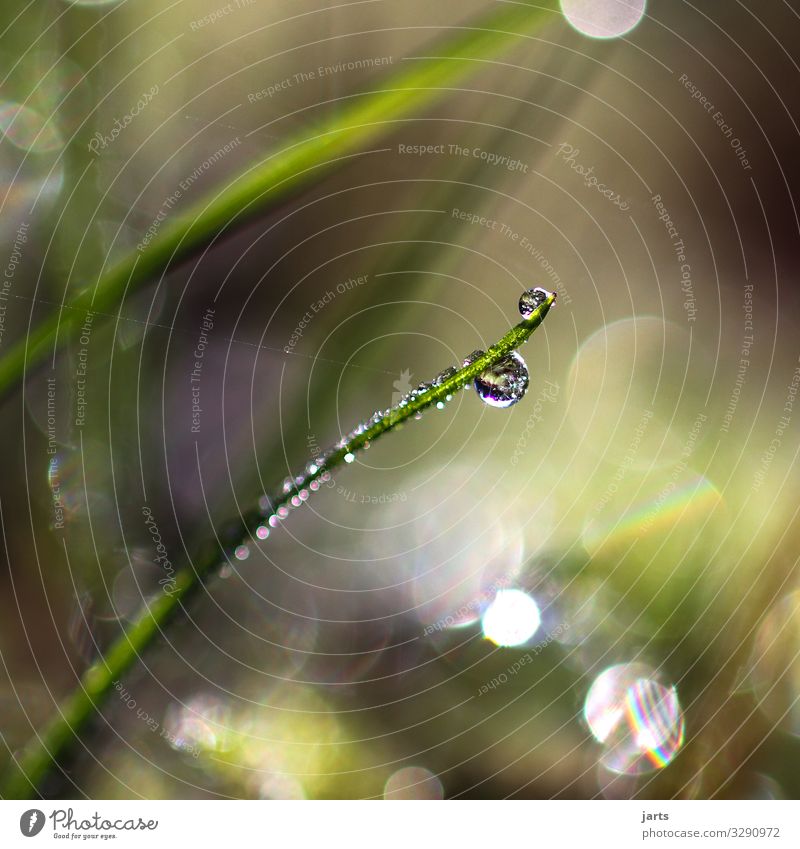 wassertropfen an einem grashalm Natur Pflanze Wassertropfen Schönes Wetter Gras Wiese frisch Gesundheit glänzend hell nass natürlich rund grün ruhig Farbfoto