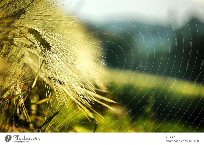 Sonnengereift Lebensmittel Getreide Ernährung Bioprodukte Natur Pflanze Feld gelb gold grün Ähren Feldfrüchte Landwirtschaft Sonnenlicht Qualität Landleben