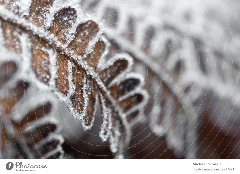 Gefrorener, verwelkter Farn Umwelt Pflanze Winter Eis Frost kalt natürlich trocken braun weiß Vergänglichkeit Farbfoto Gedeckte Farben Nahaufnahme