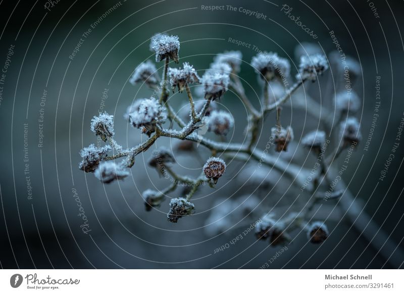 Vereiste, welke Knospen Umwelt Pflanze Winter Eis Frost Sträucher Wald kalt Farbfoto Gedeckte Farben Außenaufnahme Nahaufnahme Makroaufnahme Menschenleer