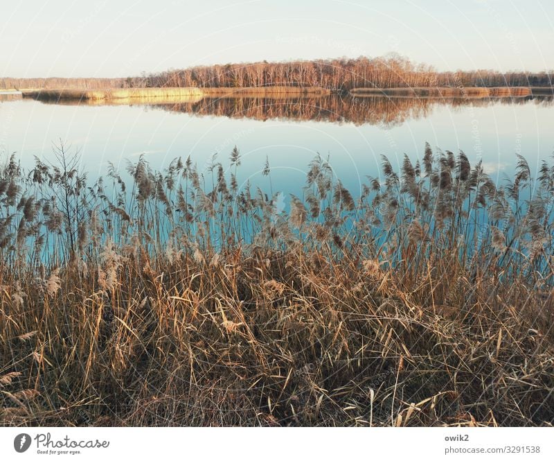 Eben Umwelt Natur Landschaft Pflanze Wasser Wolkenloser Himmel Horizont Schönes Wetter Baum Sträucher Wald See Idylle Ferne Wasseroberfläche Windstille Farbfoto