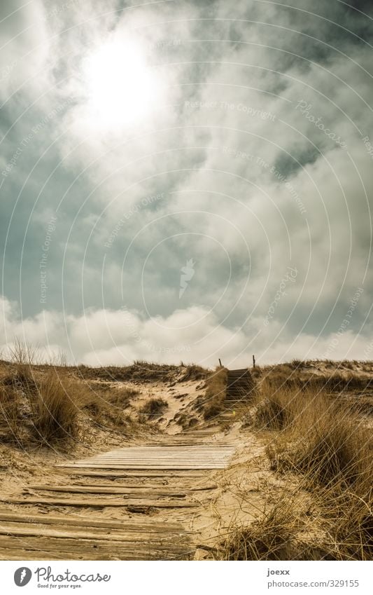 Holz und Sand Ferne Sommerurlaub Insel Natur Landschaft Pflanze Himmel Wolken Horizont Sonnenlicht Schönes Wetter Gras Hügel Amrum Wege & Pfade dreckig blau