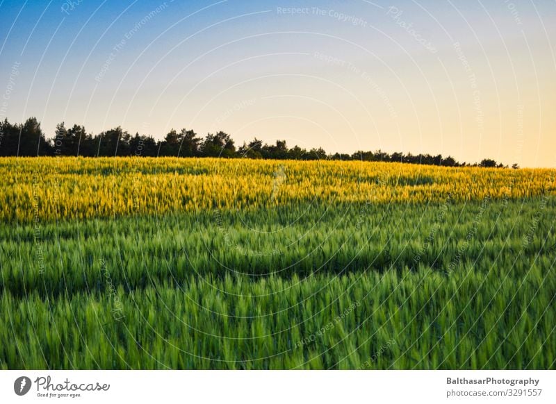 Sonnenuntergang (Feld) Getreide Ausflug Sommer Umwelt Natur Landschaft Pflanze Himmel Sonnenaufgang Schönes Wetter ästhetisch groß blau mehrfarbig gelb grün