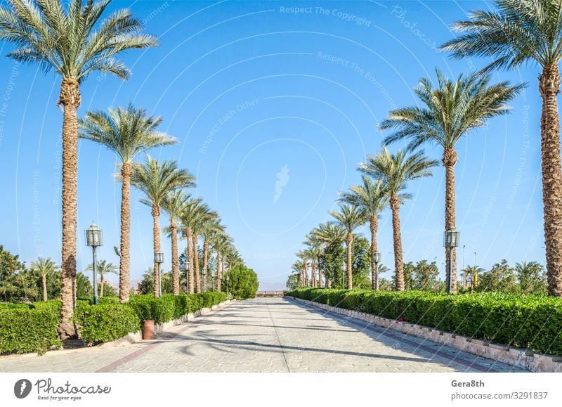 Allee der Dattelpalmen Ägypten Sharm El Sheikh South Shinai Sommer Himmel Horizont Sträucher Straße Perspektive Asien Süd-Shinai Blauer Himmel Klarer Himmel